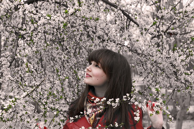 Sakura Kiraz Ağacı